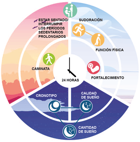 Celnova - Impacto de la actividad física sobre la salud cardiometabólica en personas con Diabetes Tipo 2